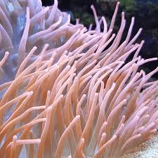 Attēlu rezultāti vaicājumam “Anemone”