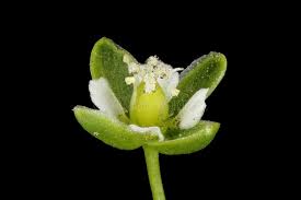 Attēlu rezultāti vaicājumam “Sagina procumbens flower”