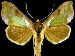 Attēlu rezultāti vaicājumam “Diachrysia tutti”