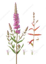 Image result for Lythrum salicaria