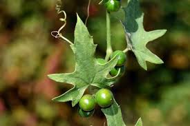 Attēlu rezultāti vaicājumam “Bryonia alba fruit”