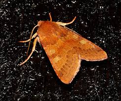 Attēlu rezultāti vaicājumam “Agrochola helvola imago”