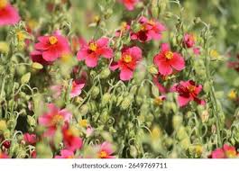 Attēlu rezultāti vaicājumam “Helianthemum nummularium leaf”