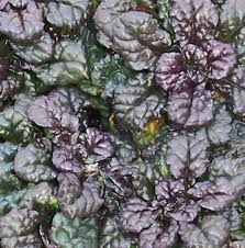 Attēlu rezultāti vaicājumam “Ajuga pyramidalis”