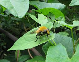 Attēlu rezultāti vaicājumam “Arctophila superbiens”