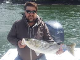 Image result for Morone saxatilis