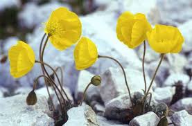 Image result for Alpenmohn