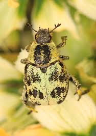 Attēlu rezultāti vaicājumam “Hoplia graminicola”