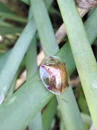 Attēlu rezultāti vaicājumam “Phaedon cochleariae”