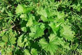 Attēlu rezultāti vaicājumam “Campanula trachelium bud”