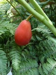 Attēlu rezultāti vaicājumam “Podophyllum hexandrum fruit”