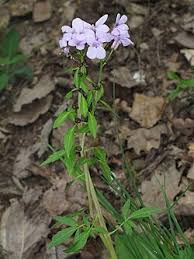 Attēlu rezultāti vaicājumam “Cardamine bulbifera leaf”