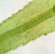 Attēlu rezultāti vaicājumam “Bartramia pomiformis”