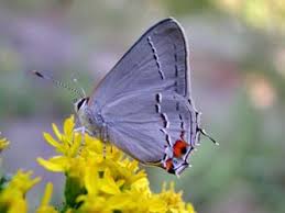 Attēlu rezultāti vaicājumam “Theclinae”