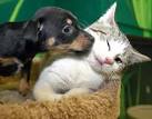 Animals