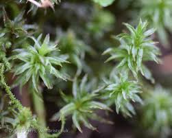 Attēlu rezultāti vaicājumam “Atrichum undulatum”