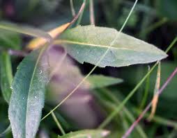 Attēlu rezultāti vaicājumam “Succisa pratensis leaf”