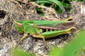 Attēlu rezultāti vaicājumam “Omocestus viridulus”