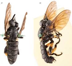 Attēlu rezultāti vaicājumam “Choerades sp.”