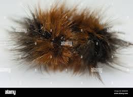 Attēlu rezultāti vaicājumam “Arctia caja larva”