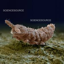 Attēlu rezultāti vaicājumam “Collembola”