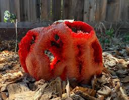 Attēlu rezultāti vaicājumam “Clathrus ruber”