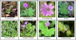 Attēlu rezultāti vaicājumam “Geranium molle flower”