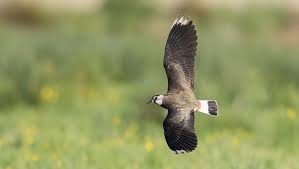 Attēlu rezultāti vaicājumam “Vanellus vanellus”