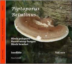 Attēlu rezultāti vaicājumam “Piptoporus betulinus”