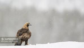 Attēlu rezultāti vaicājumam “Aquila chrysaetos adult”