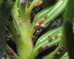 Attēlu rezultāti vaicājumam “Adelges laricis nymph”