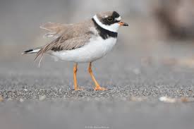 Attēlu rezultāti vaicājumam “Charadrius hiaticula adult”