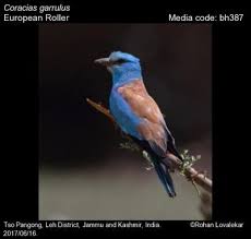 Attēlu rezultāti vaicājumam “Coracias garrulus”