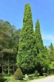 Attēlu rezultāti vaicājumam “Quercus robur Fastigiata”