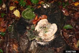 Attēlu rezultāti vaicājumam “Trametes gibbosa”