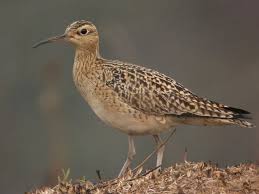 Image result for Numenius minutus