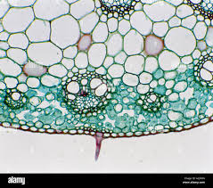 Attēlu rezultāti vaicājumam “Zea mays leaf”