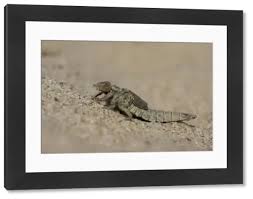 Attēlu rezultāti vaicājumam “Gomphus flavipes”