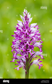 Attēlu rezultāti vaicājumam “Orchis militaris flower”