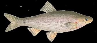 Image result for Squalius vardarensis