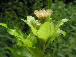 Attēlu rezultāti vaicājumam “Cirsium oleraceum”