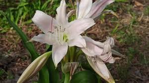 Attēlu rezultāti vaicājumam “Sium latifolium flower”