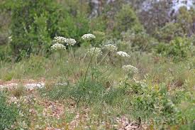 Attēlu rezultāti vaicājumam “Laserpitium latifolium bud”