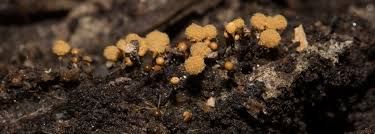 Attēlu rezultāti vaicājumam “Hemitrichia calyculata young”