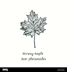 Attēlu rezultāti vaicājumam “Acer platanoides leaf”