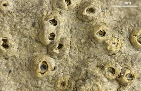 Attēlu rezultāti vaicājumam “Thelotrema lepadinum”