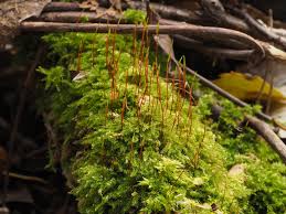 Attēlu rezultāti vaicājumam “Herzogiella seligeri”