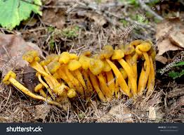 Attēlu rezultāti vaicājumam “Leotia lubrica”