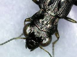 Attēlu rezultāti vaicājumam “Notiophilus germinyi”