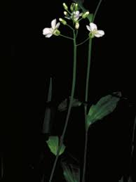 Attēlu rezultāti vaicājumam “Cardamine pratensis flower”